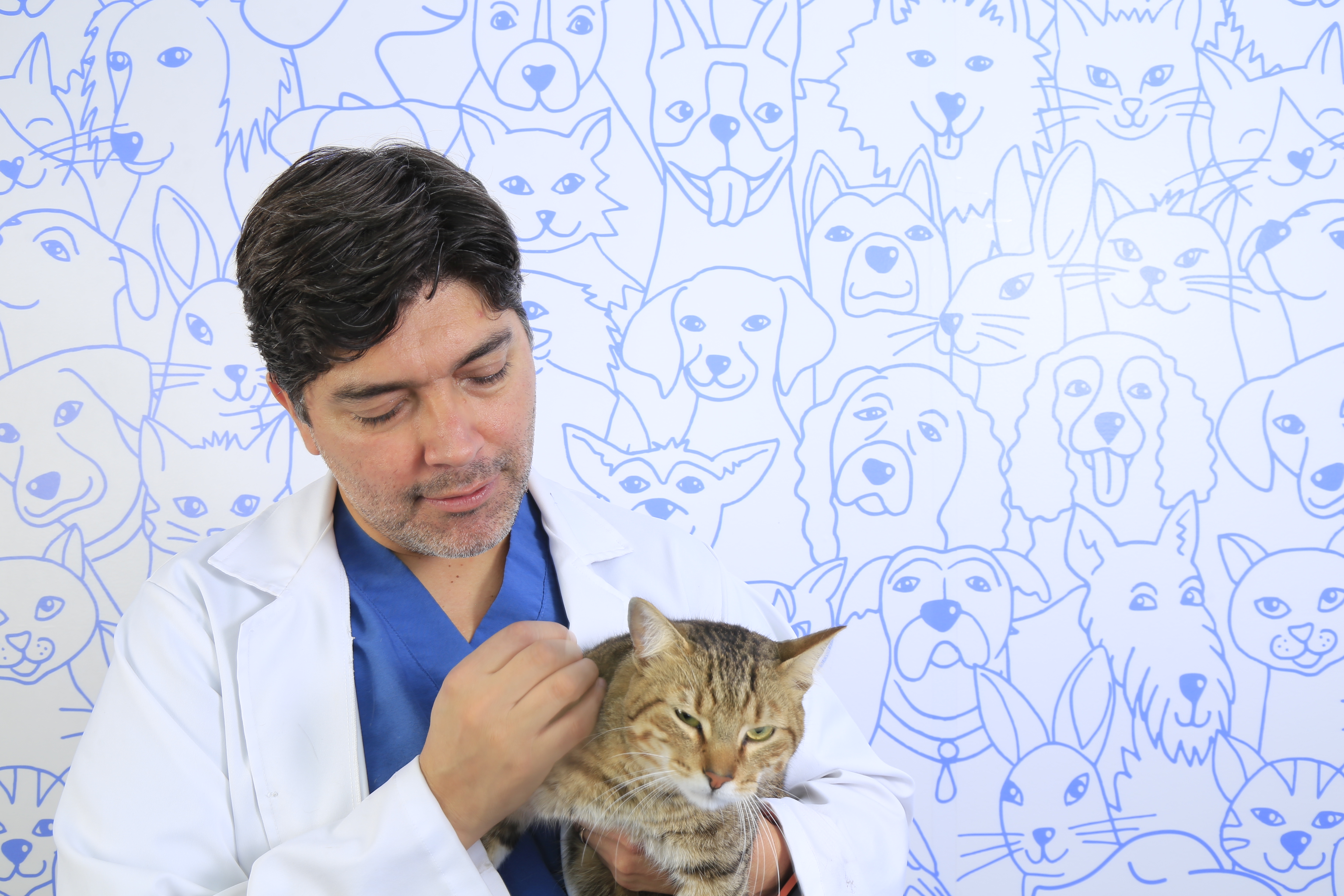 Plan de salud veterinaria Bogotá - consulta general y especializada Clínica Dover