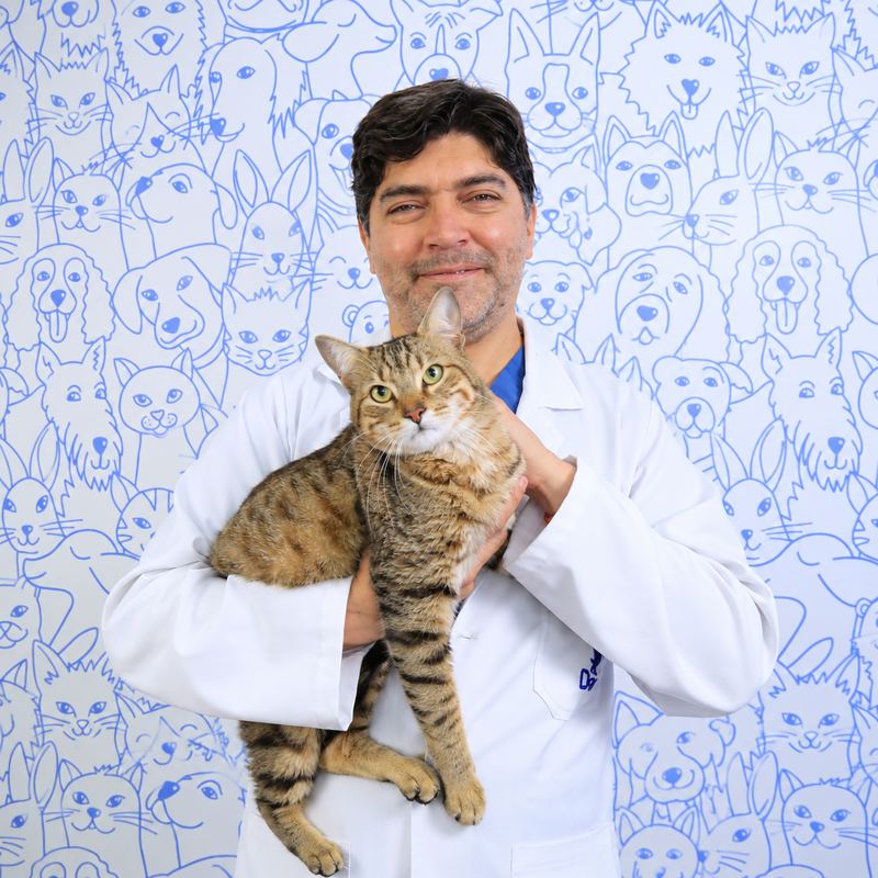 Médico veterinario de Clínica Dover con un gato